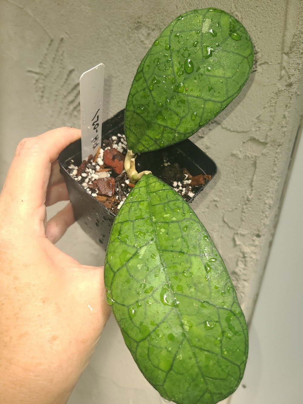 Hoya AH-021
